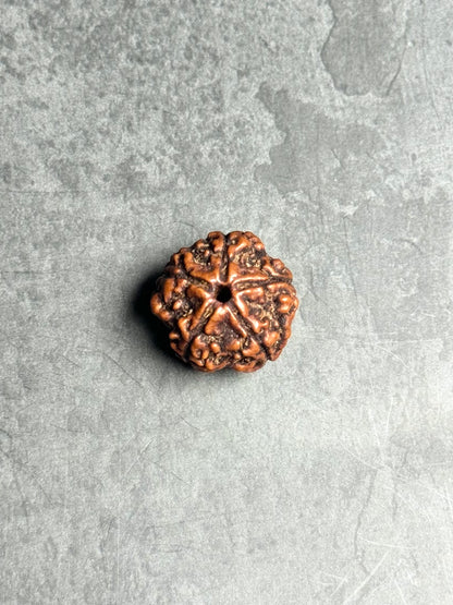 5 Mukhi Rudraksha