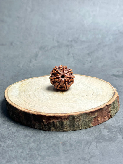 7 Mukhi Rudraksha