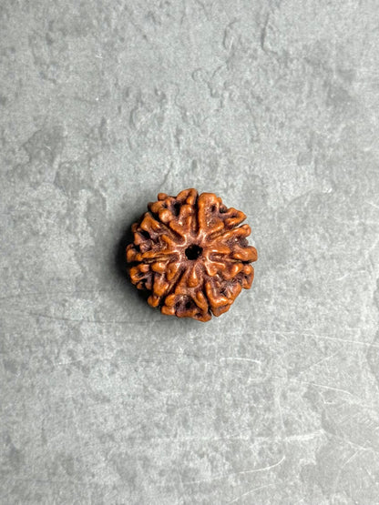 7 Mukhi Rudraksha