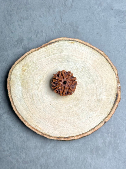 7 Mukhi Rudraksha