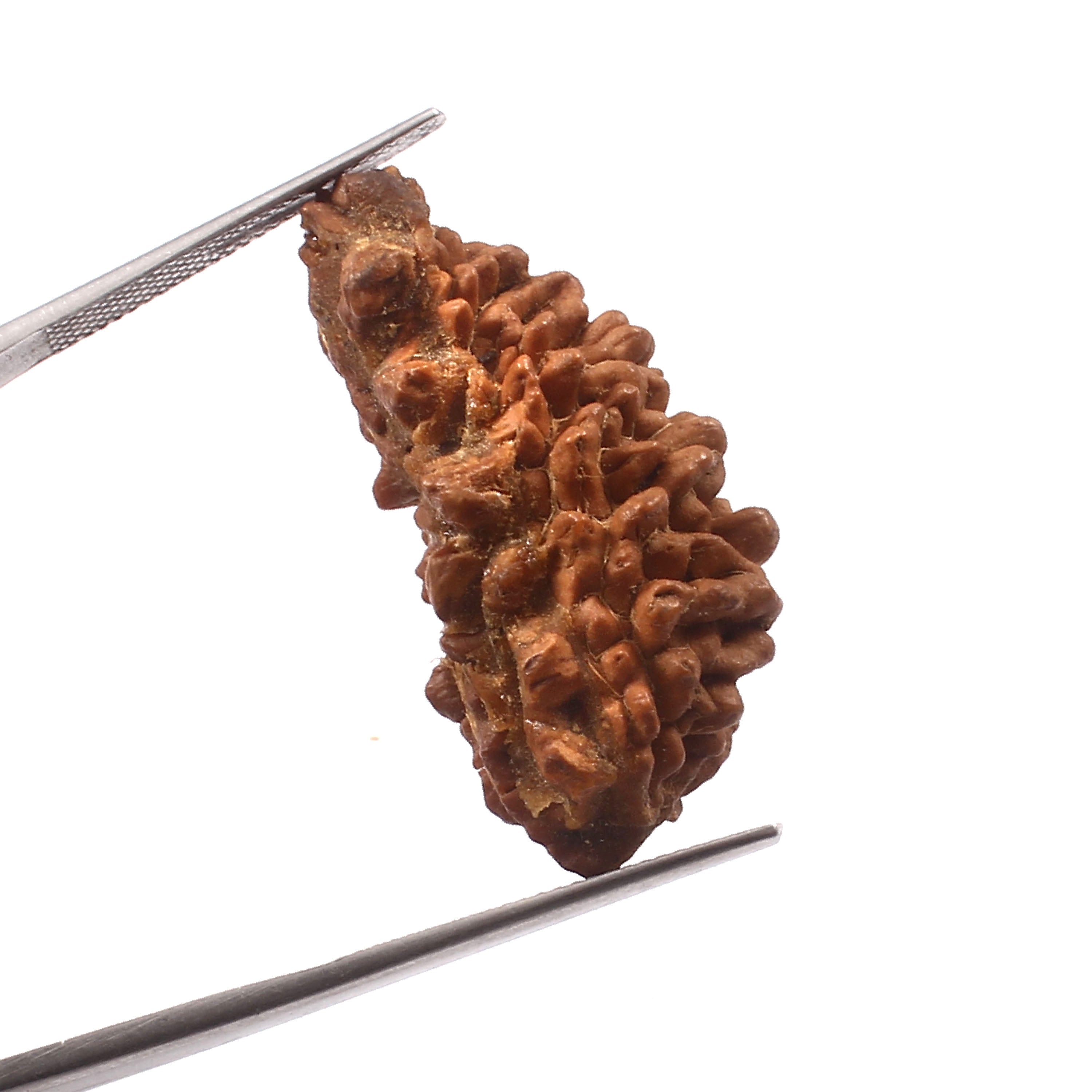 1 Mukhi Rudraksha