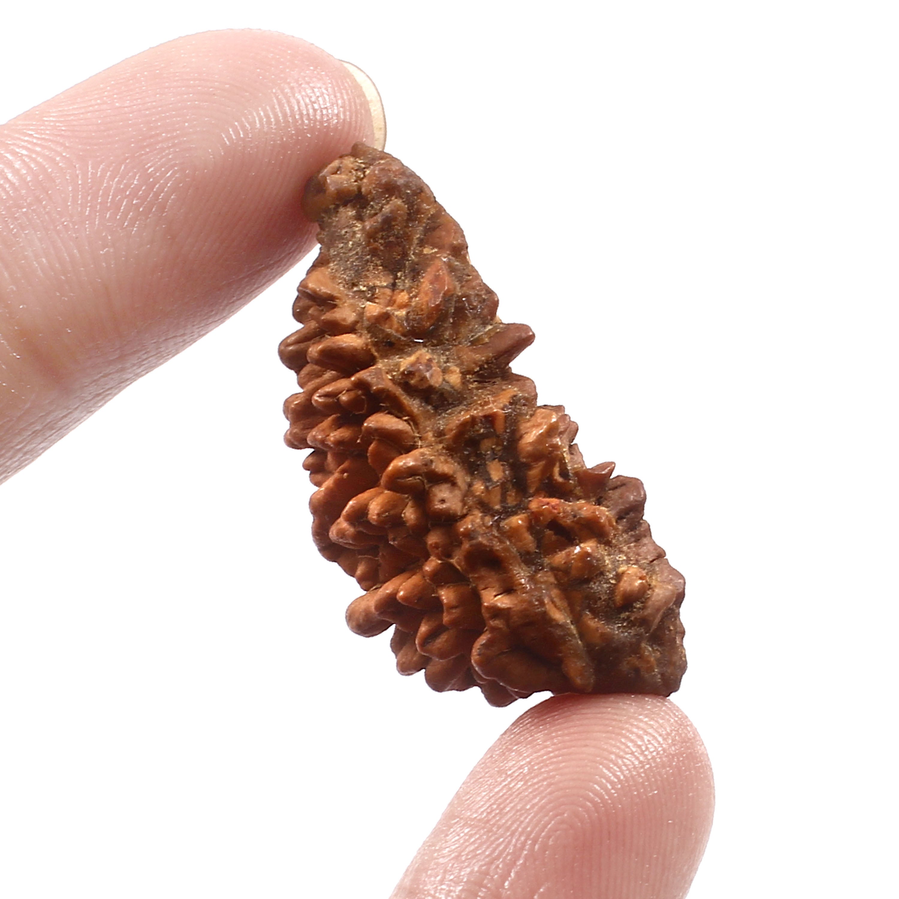 1 Mukhi Rudraksha