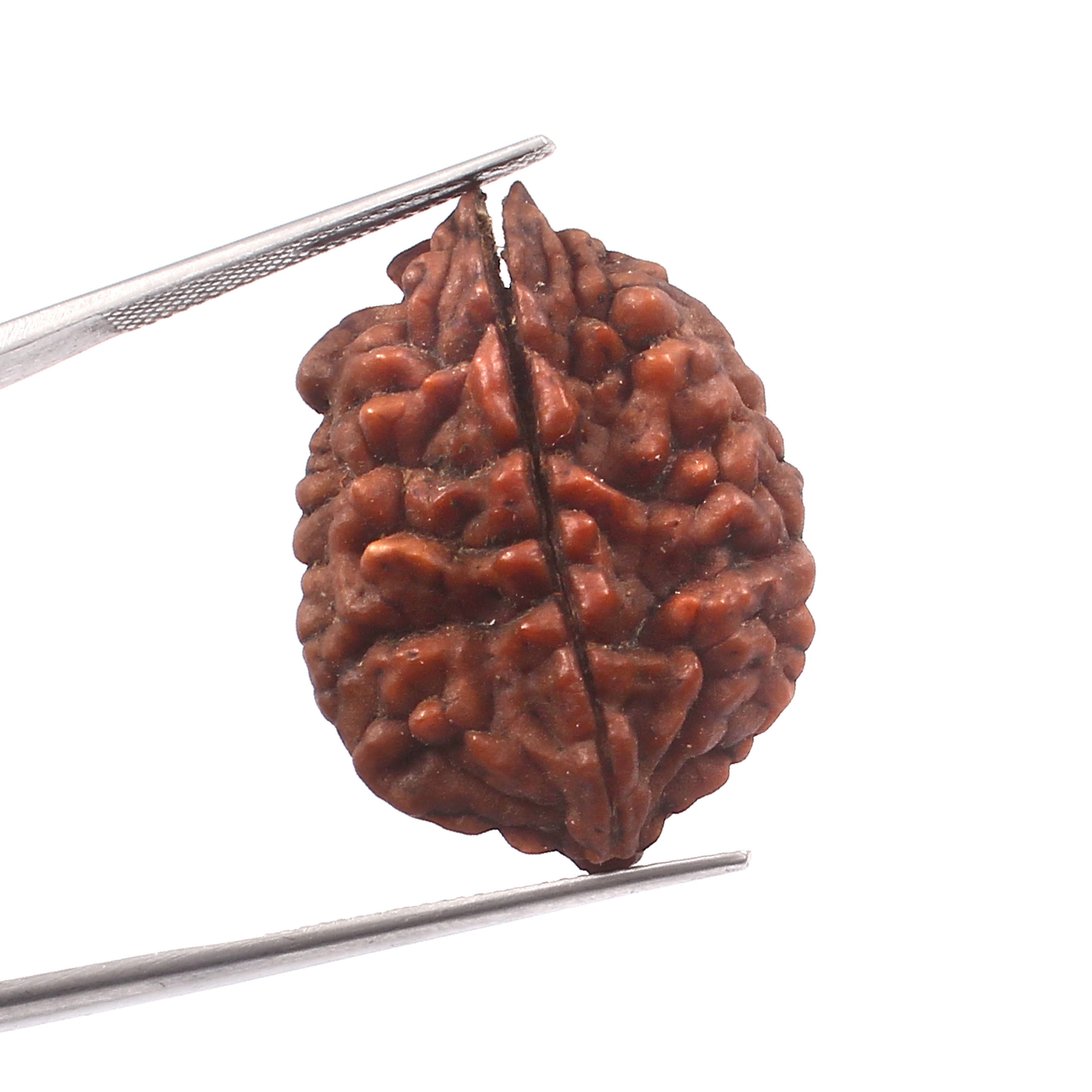 2 Mukhi Rudraksha