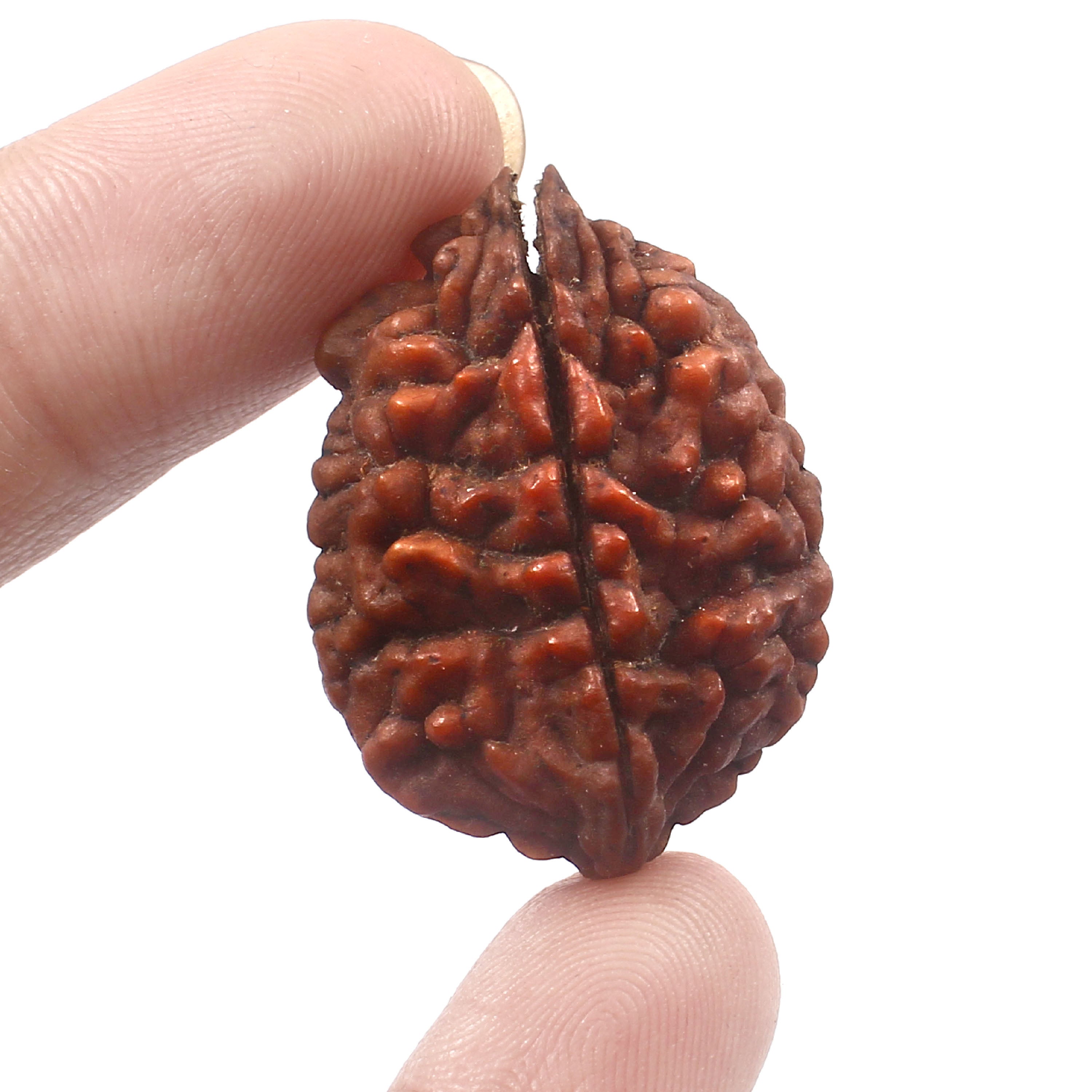 2 Mukhi Rudraksha