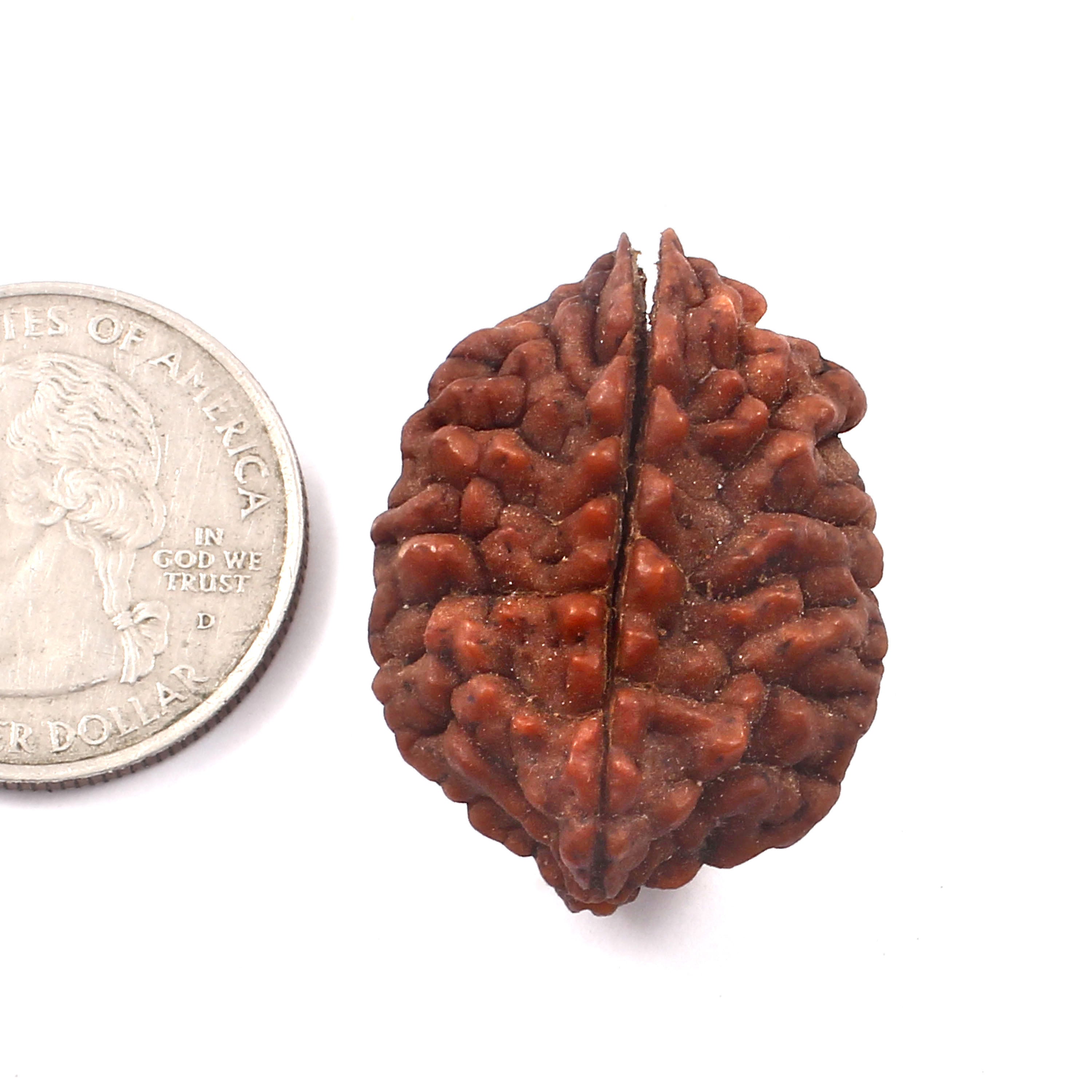 2 Mukhi Rudraksha