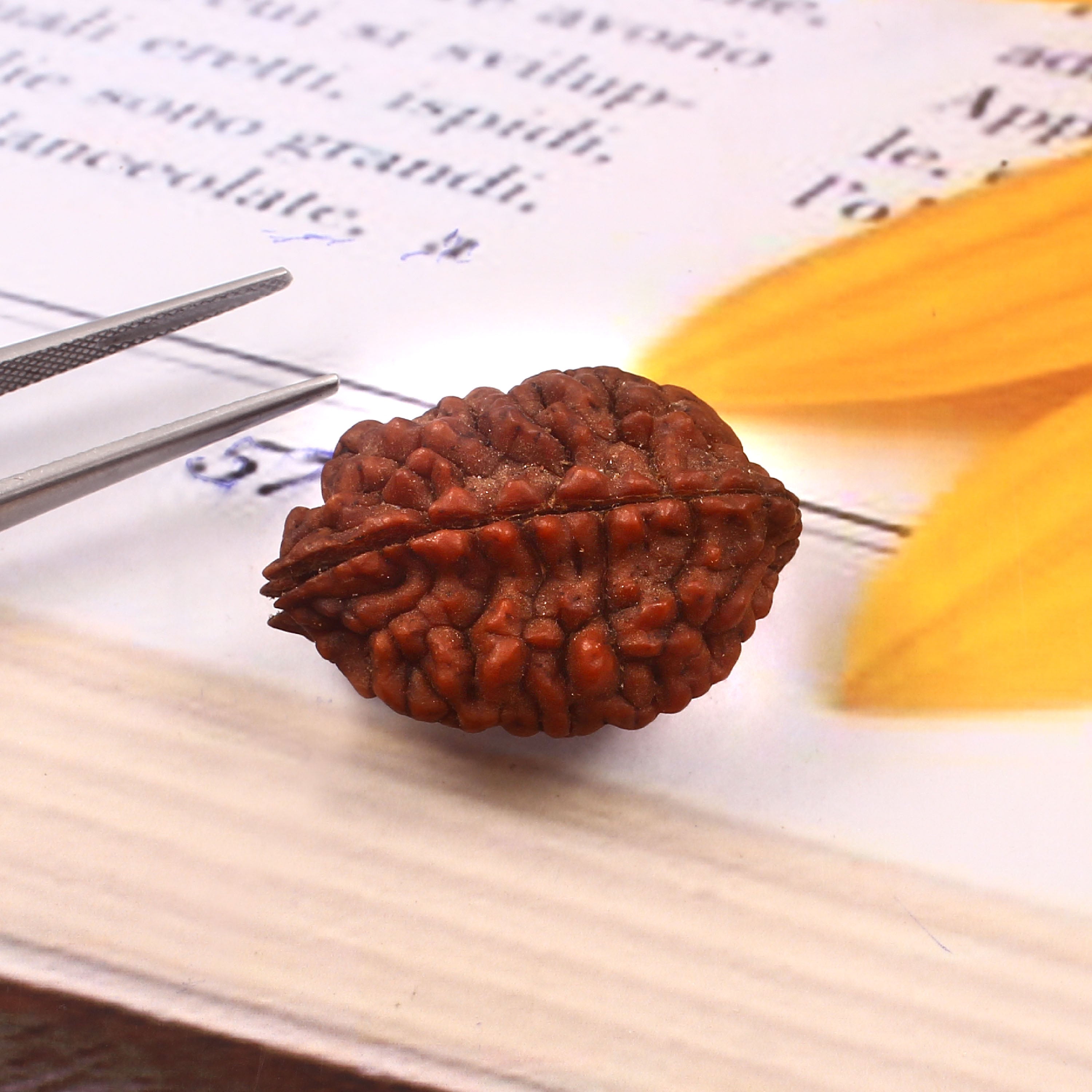 2 Mukhi Rudraksha