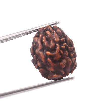 3 Mukhi Rudraksha