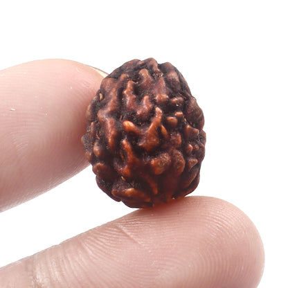 3 Mukhi Rudraksha