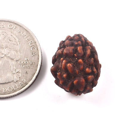 3 Mukhi Rudraksha