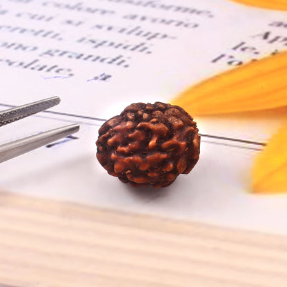 3 Mukhi Rudraksha