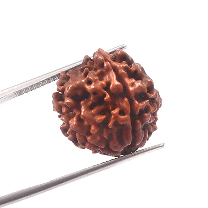 4 Mukhi Rudraksha