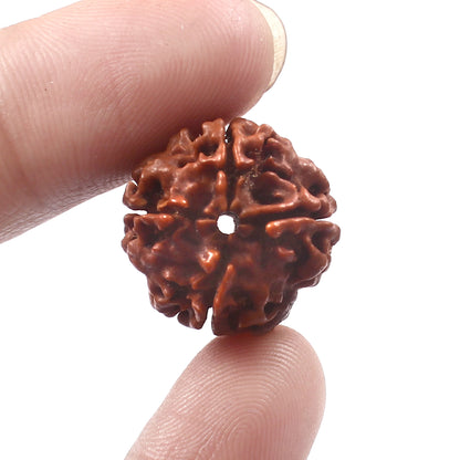 4 Mukhi Rudraksha