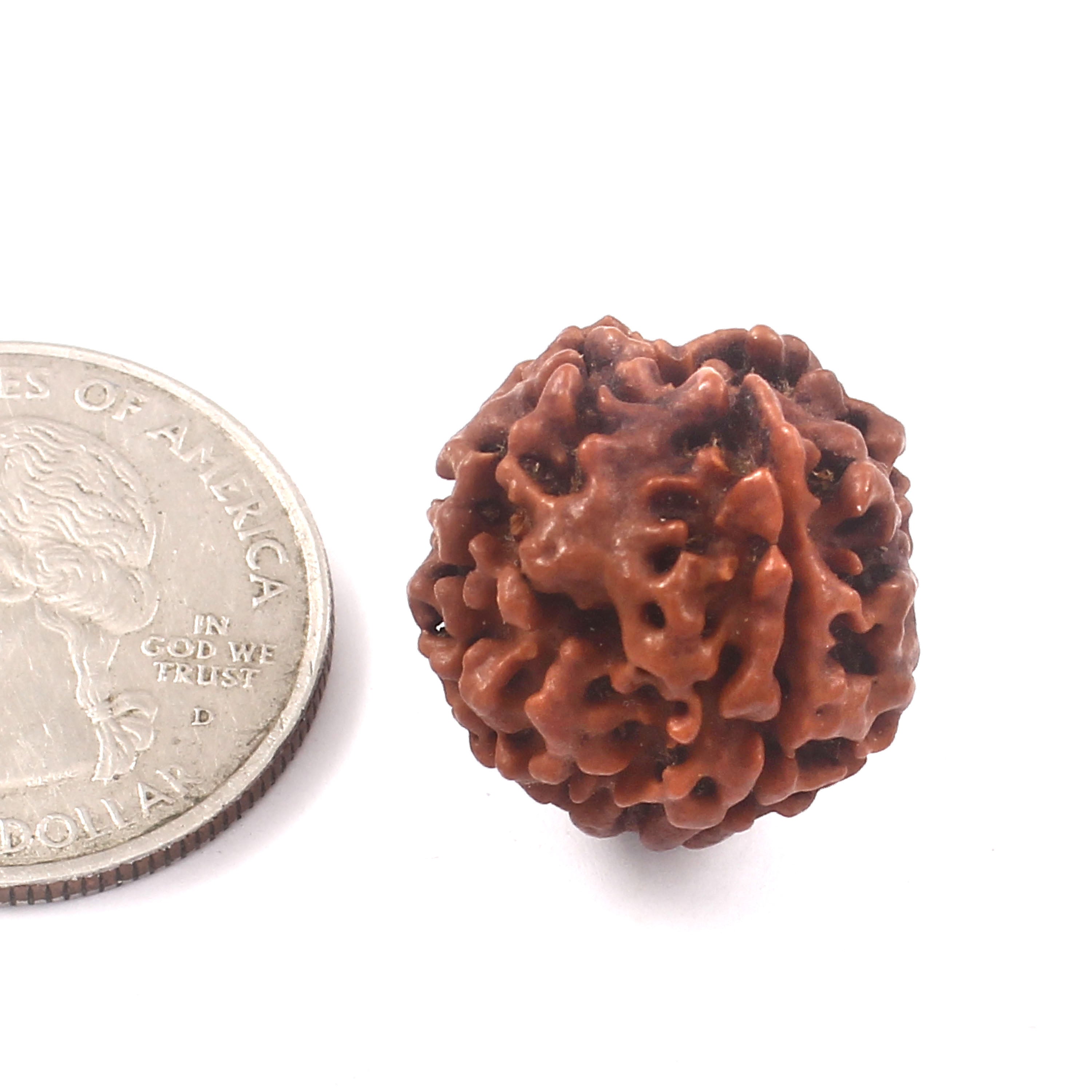 4 Mukhi Rudraksha