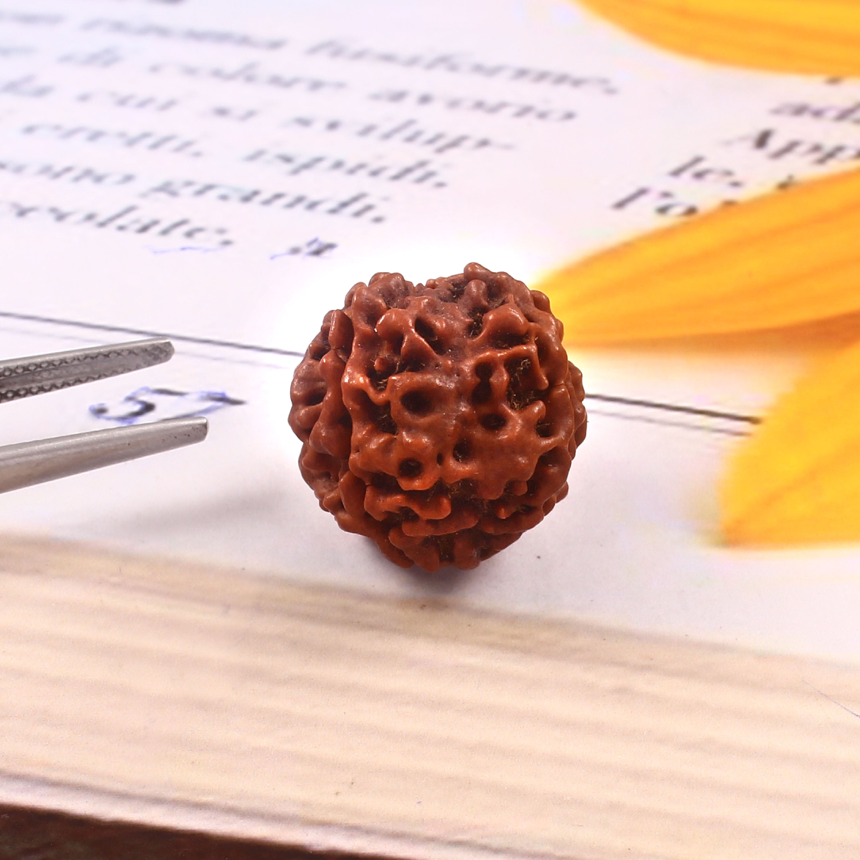 4 Mukhi Rudraksha