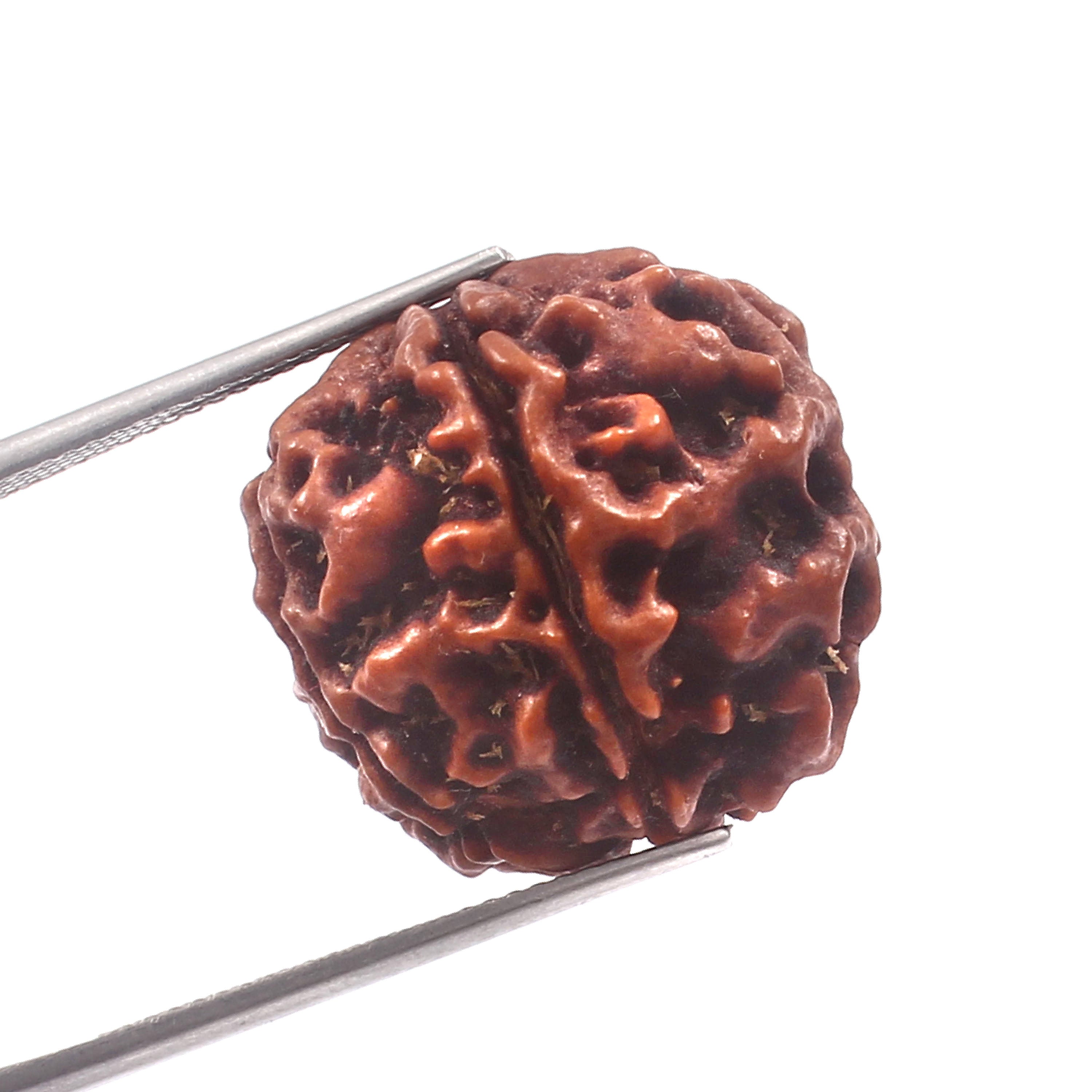 5 Mukhi Rudraksha