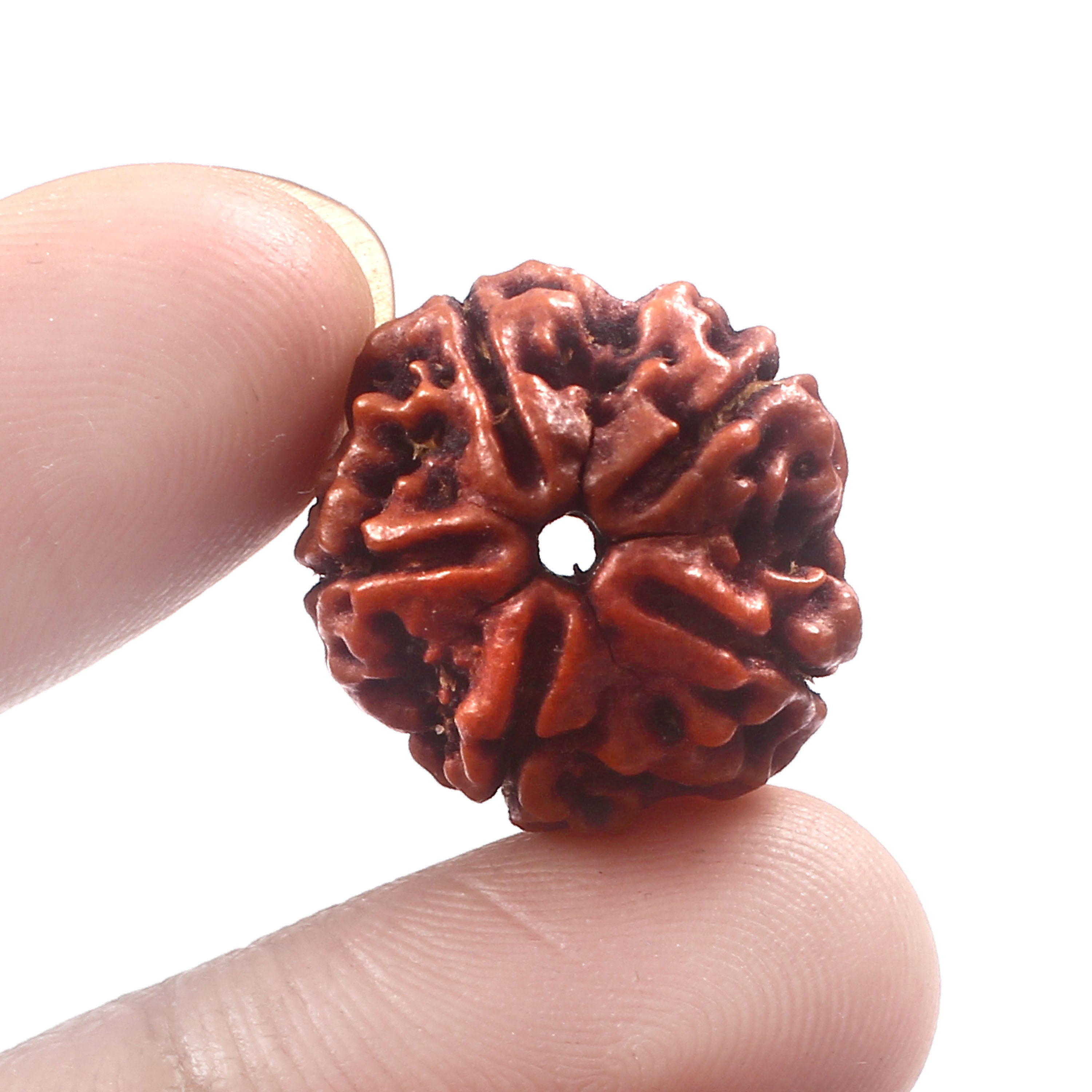 5 Mukhi Rudraksha