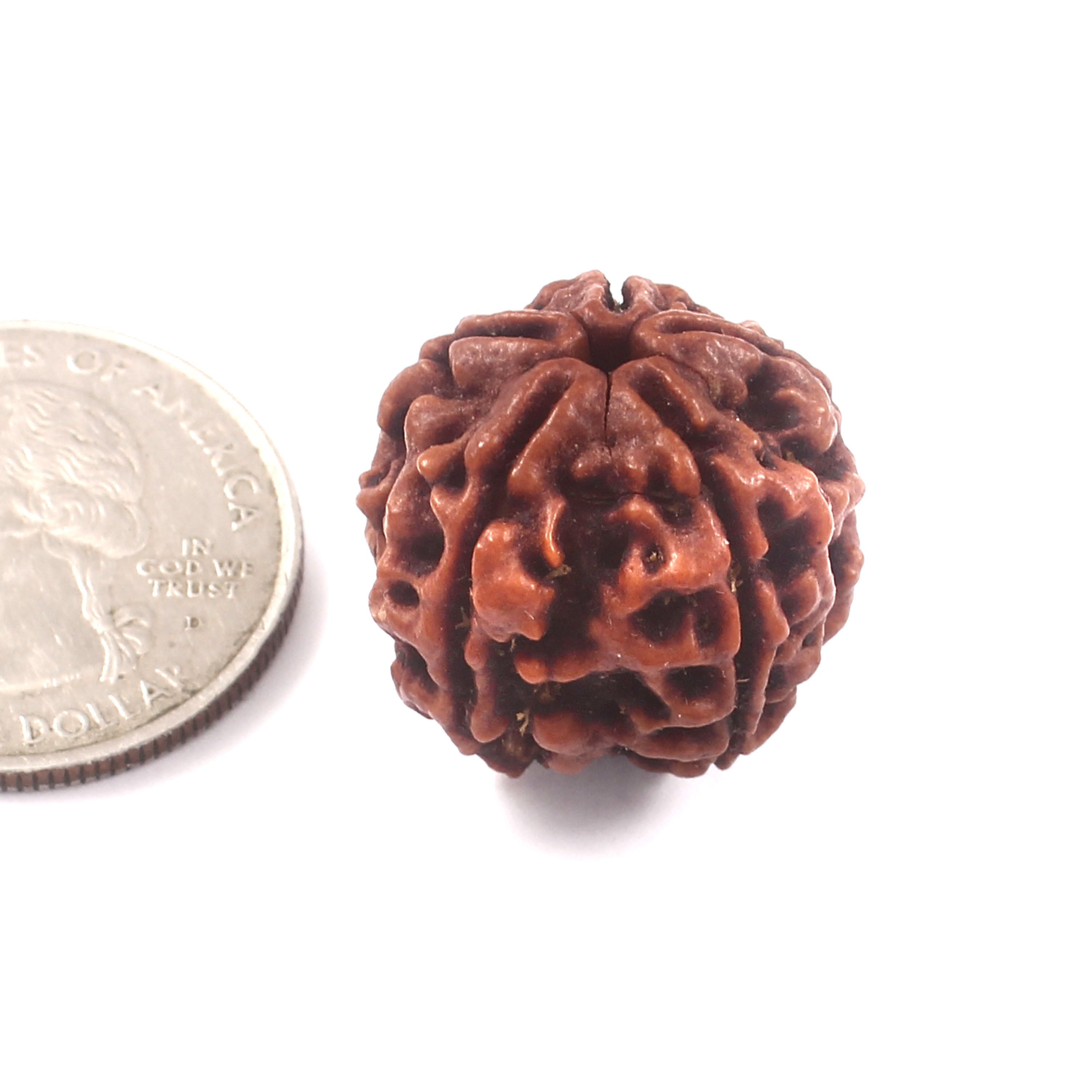 5 Mukhi Rudraksha