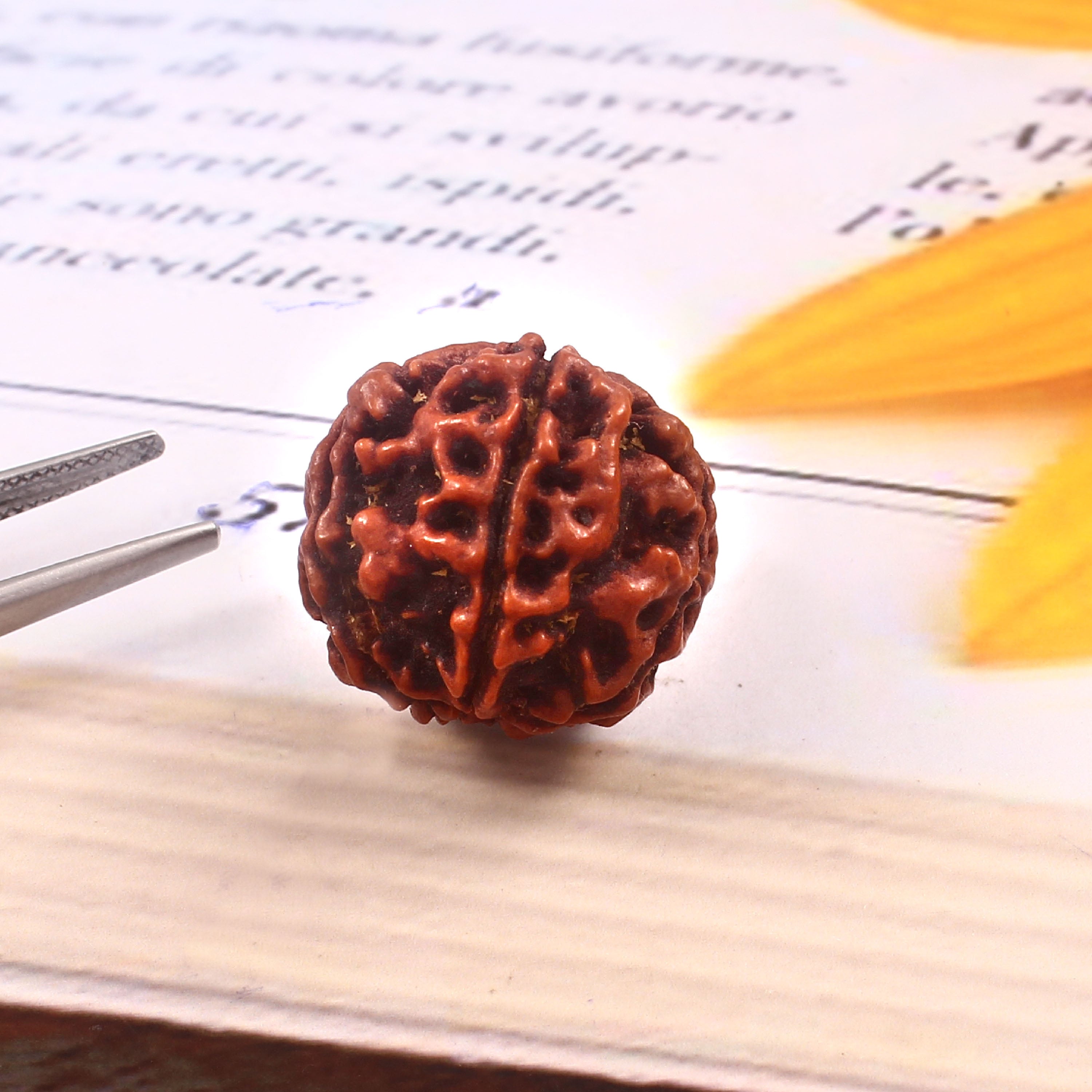 5 Mukhi Rudraksha