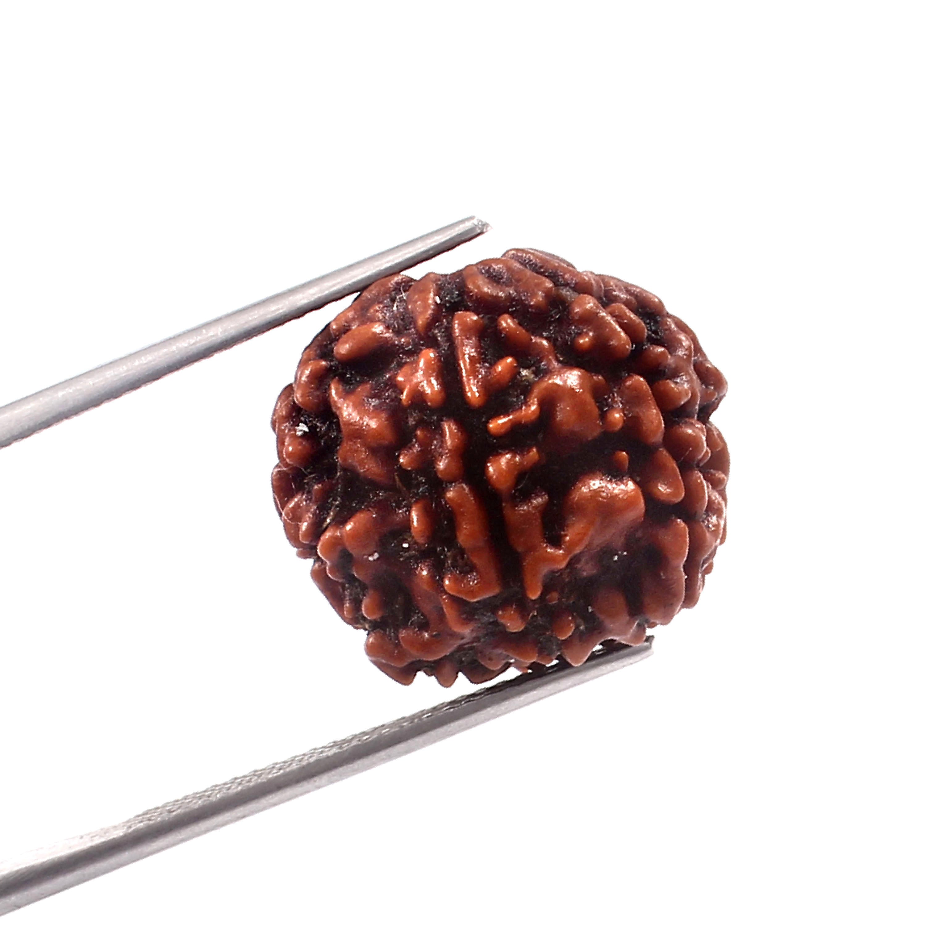 6 Mukhi Rudraksha