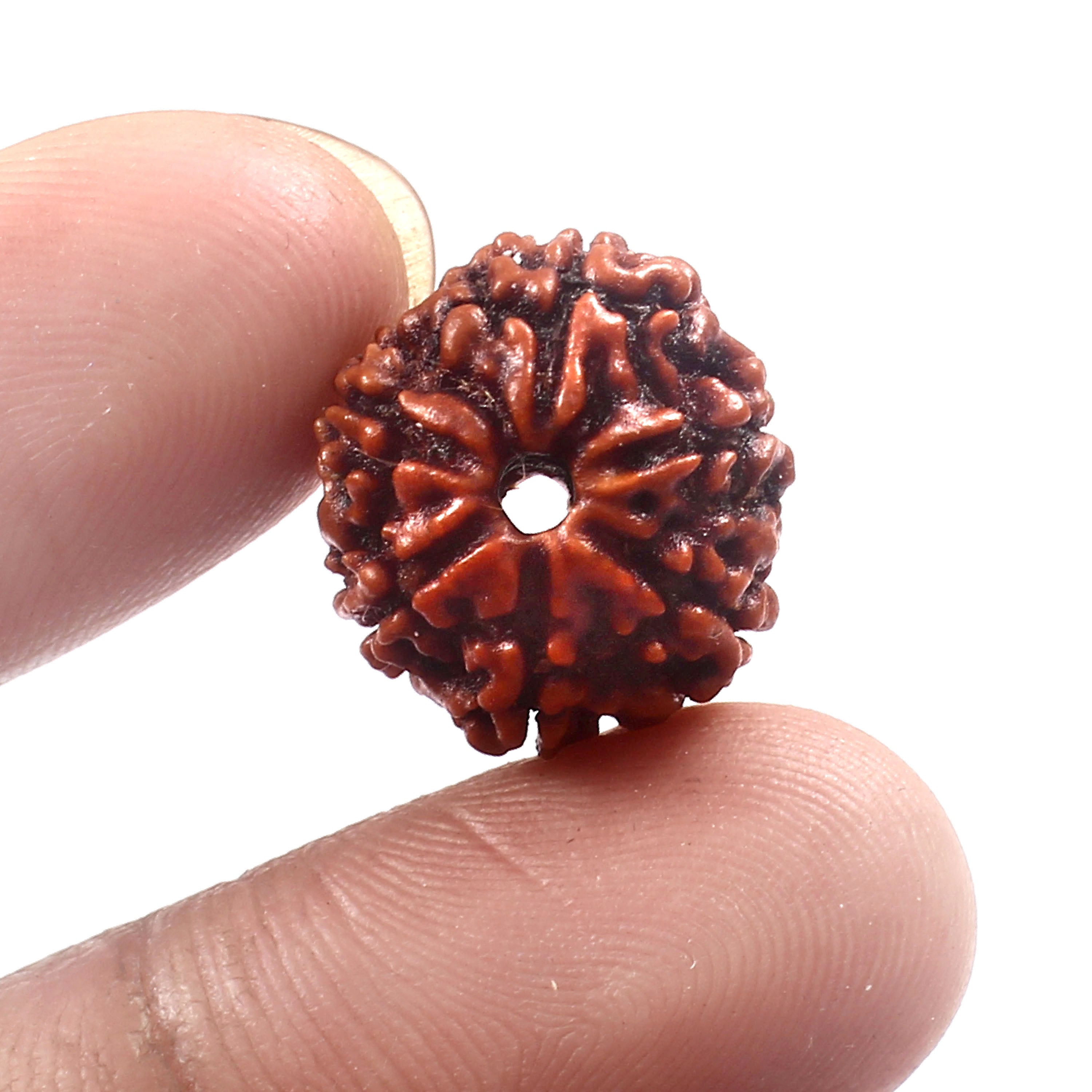 6 Mukhi Rudraksha