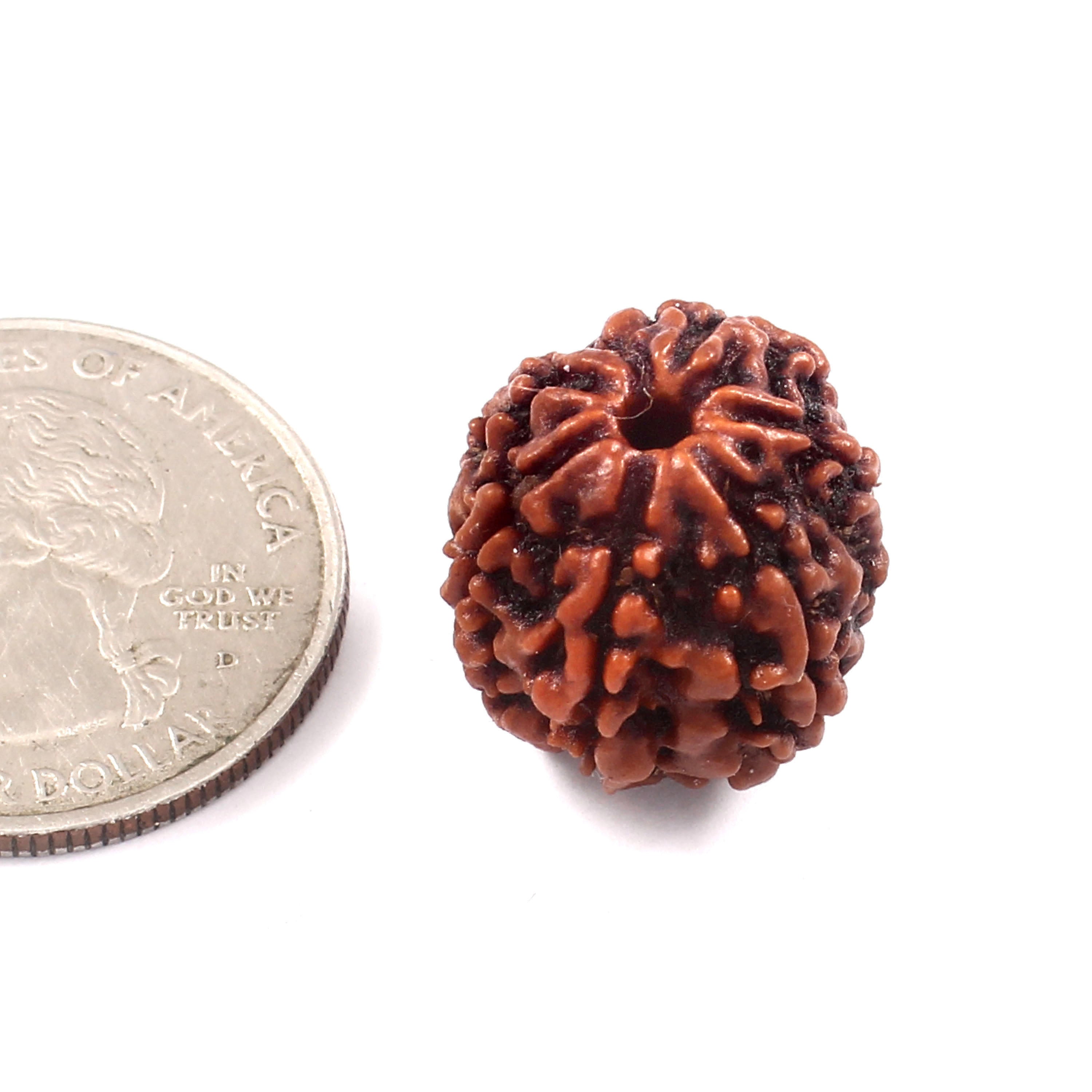 6 Mukhi Rudraksha