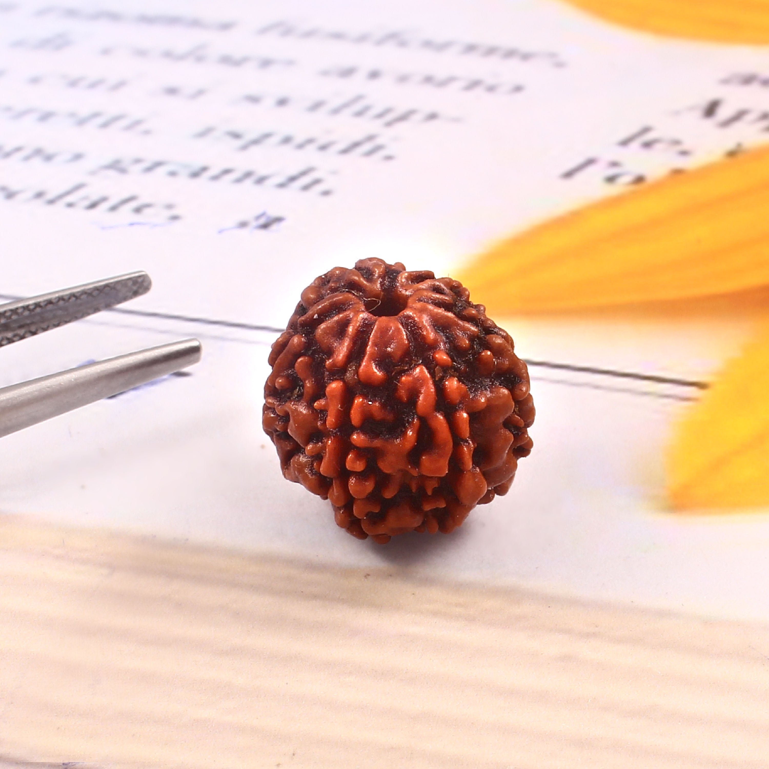 6 Mukhi Rudraksha