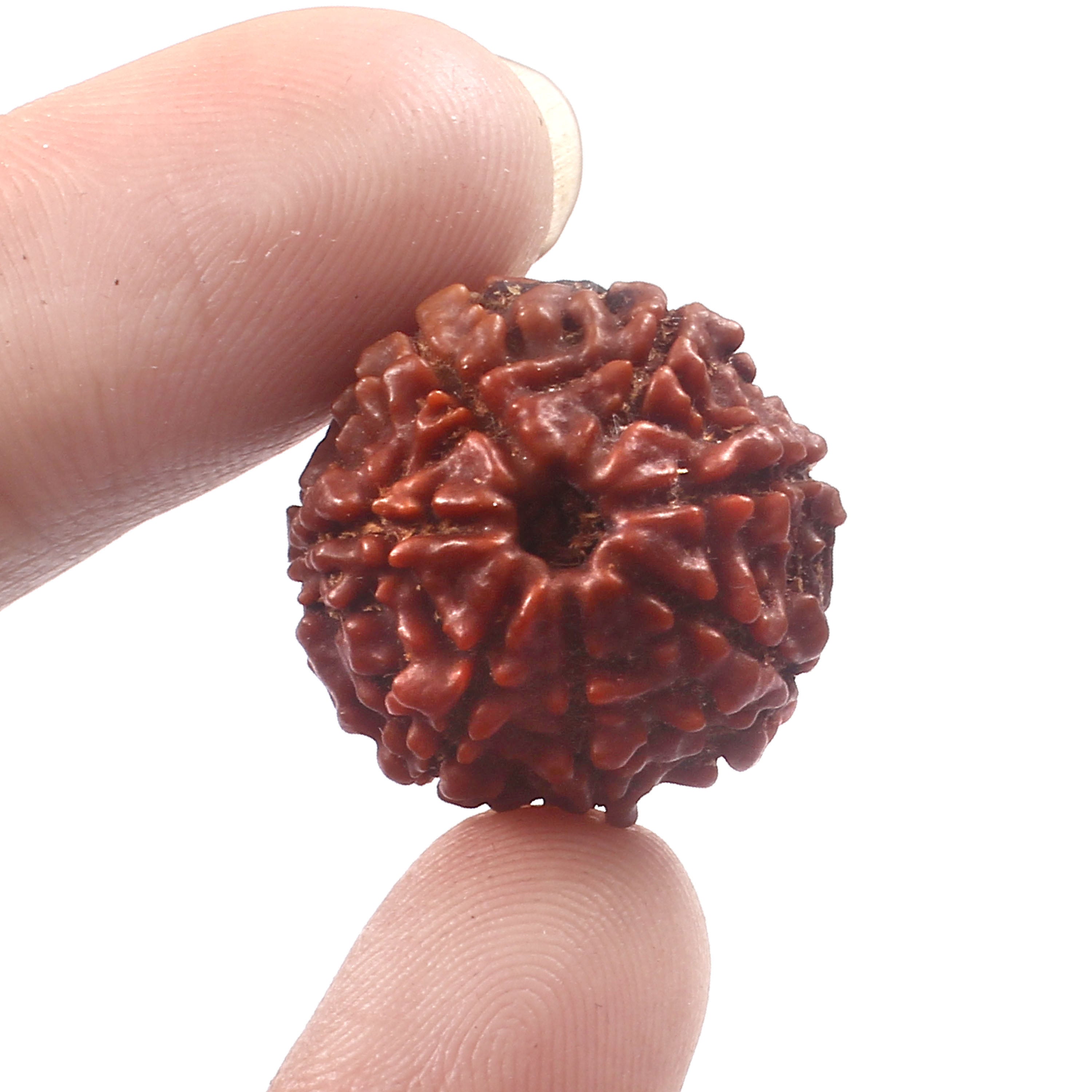 7 Mukhi Rudraksha