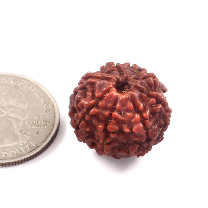 7 Mukhi Rudraksha