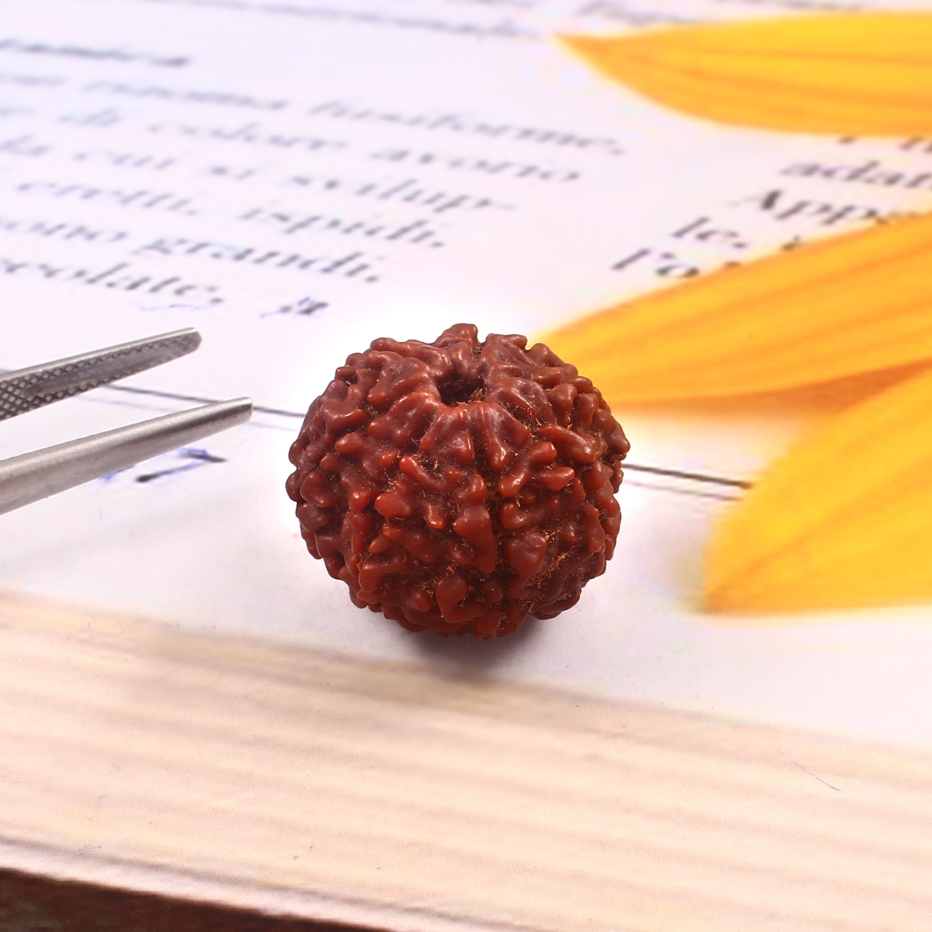 7 Mukhi Rudraksha