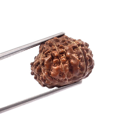 8 Mukhi Rudraksha