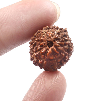 8 Mukhi Rudraksha