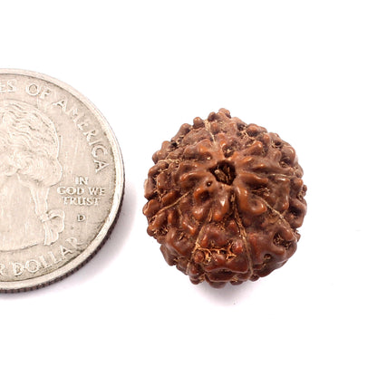 8 Mukhi Rudraksha