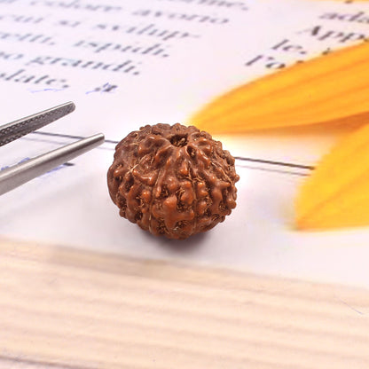 8 Mukhi Rudraksha