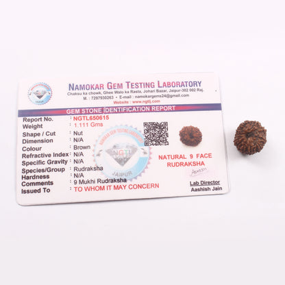 9 Mukhi Rudraksha