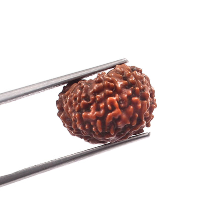 9 Mukhi Rudraksha