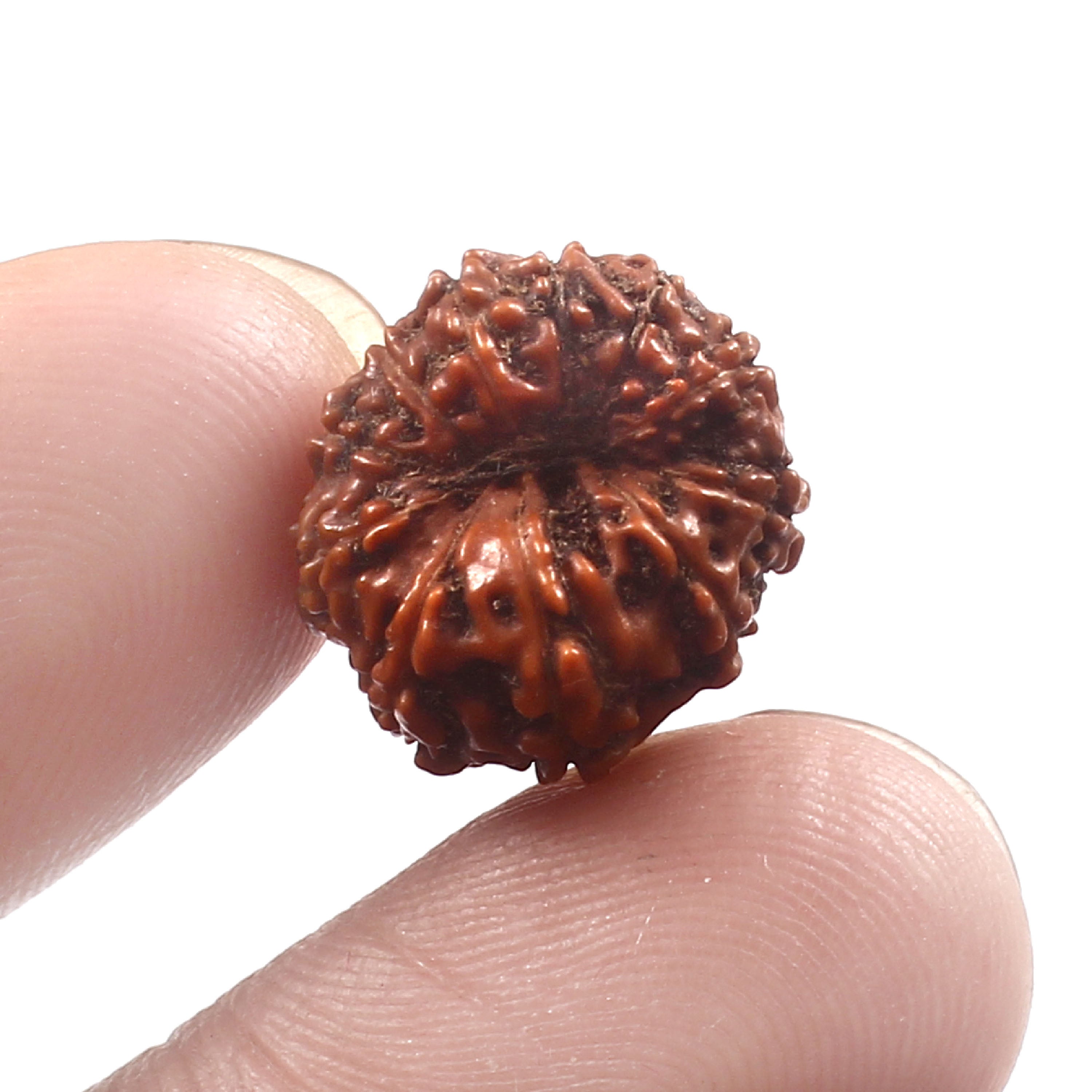 9 Mukhi Rudraksha