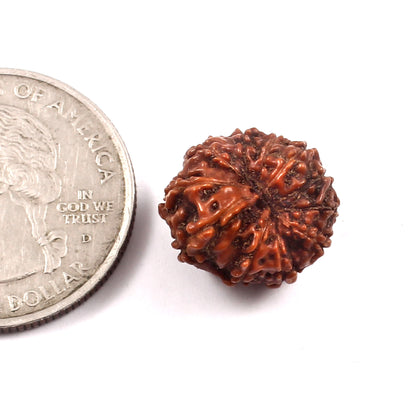 9 Mukhi Rudraksha