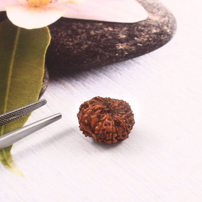 9 Mukhi Rudraksha