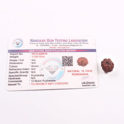 10 Mukhi Rudraksha