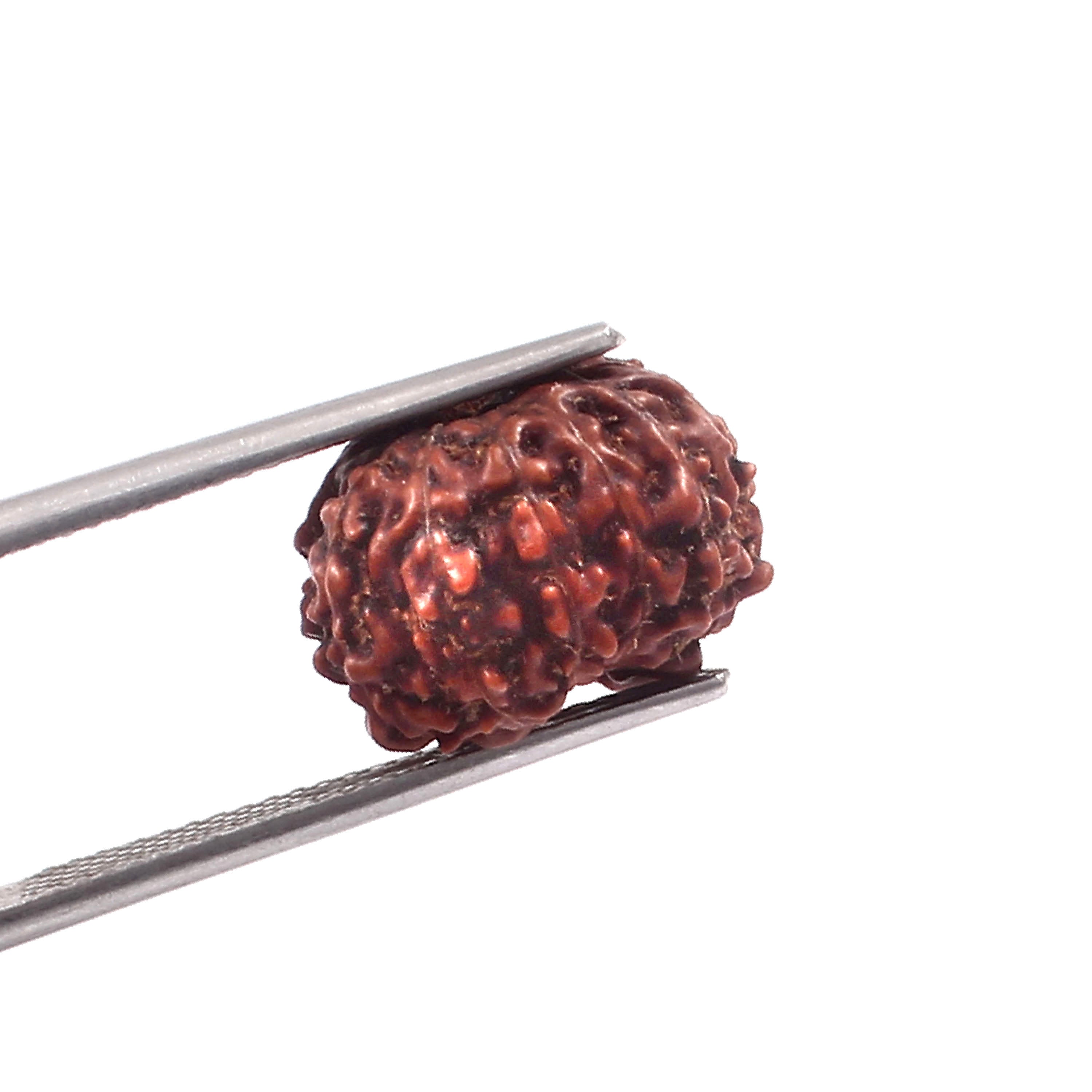 10 Mukhi Rudraksha