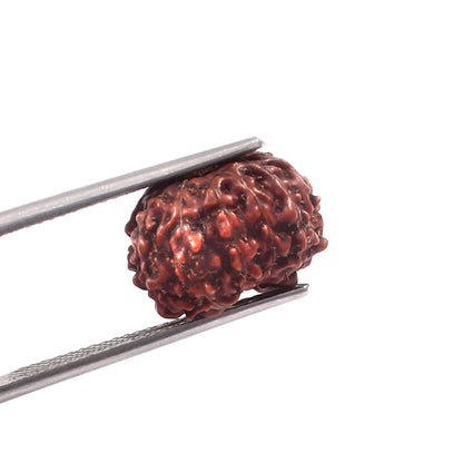 10 Mukhi Rudraksha