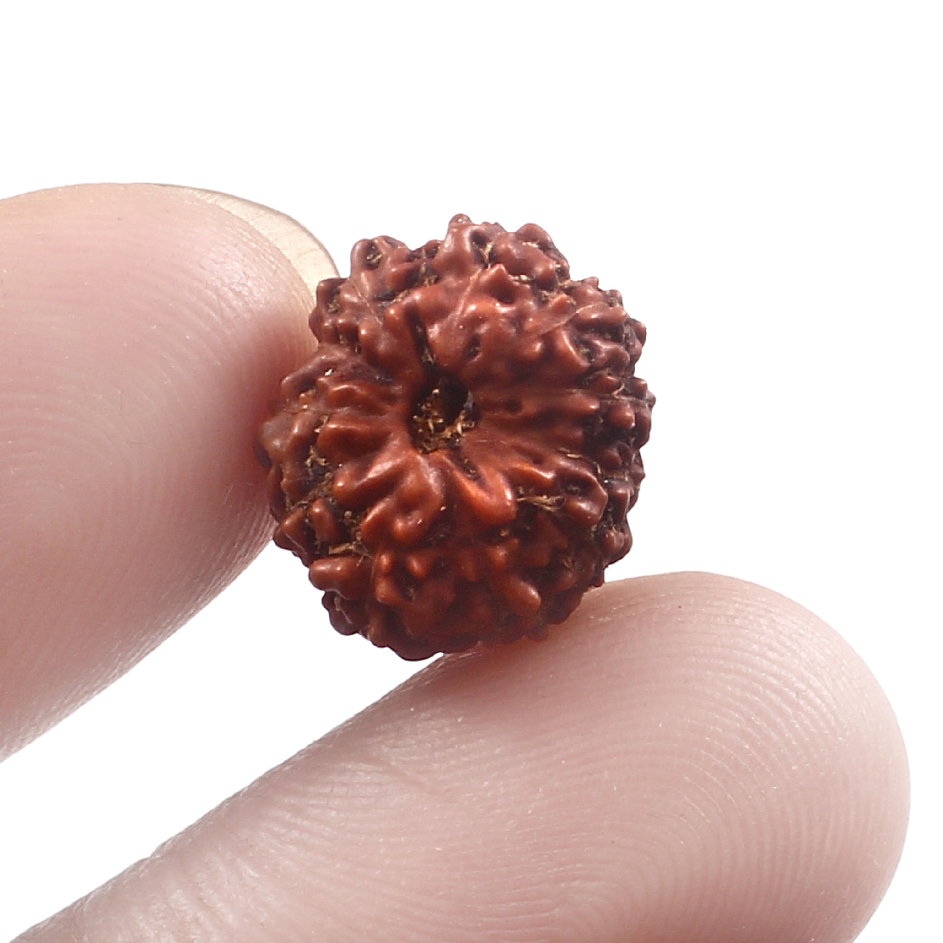 10 Mukhi Rudraksha