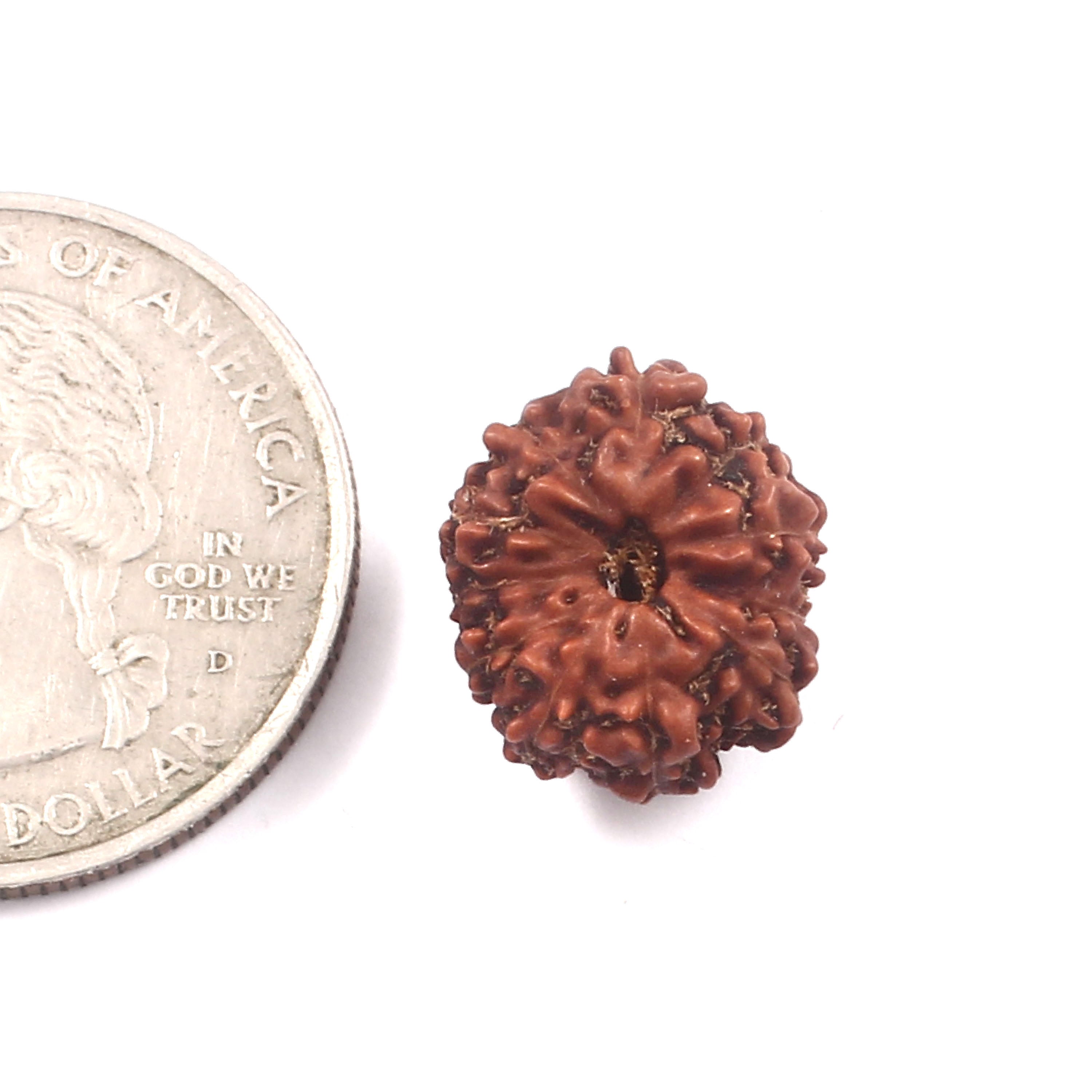 10 Mukhi Rudraksha