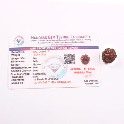 11 Mukhi Rudraksha