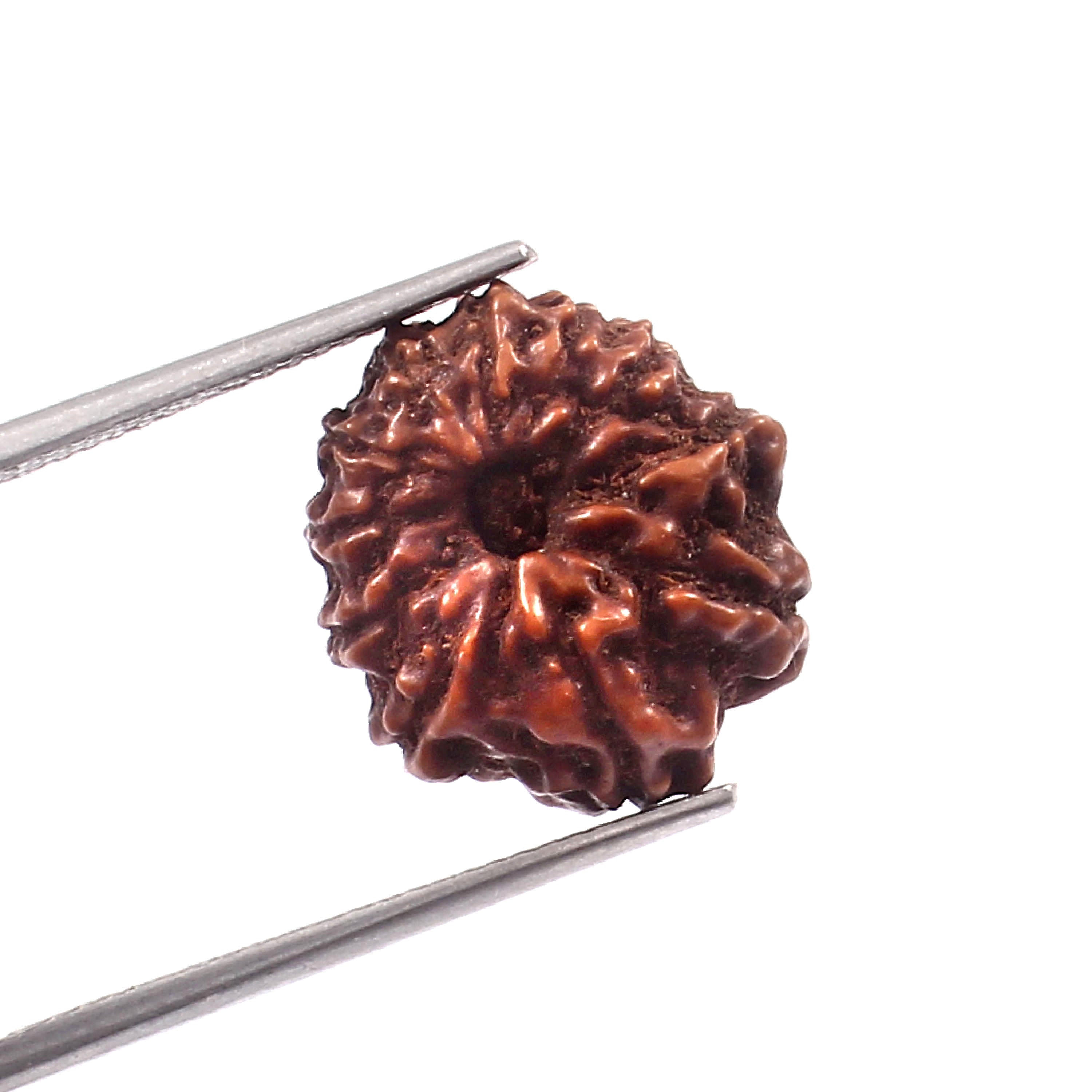 11 Mukhi Rudraksha