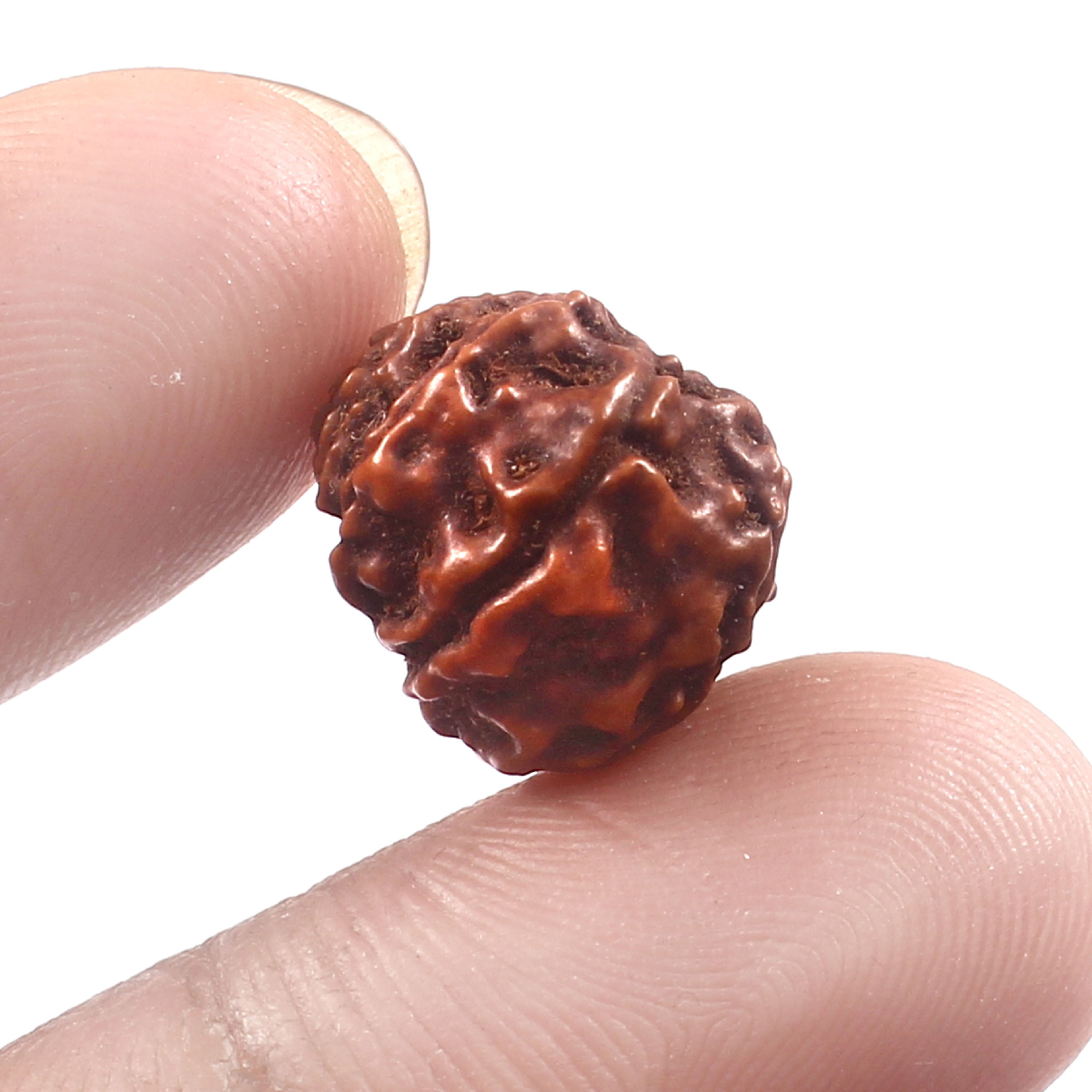 11 Mukhi Rudraksha