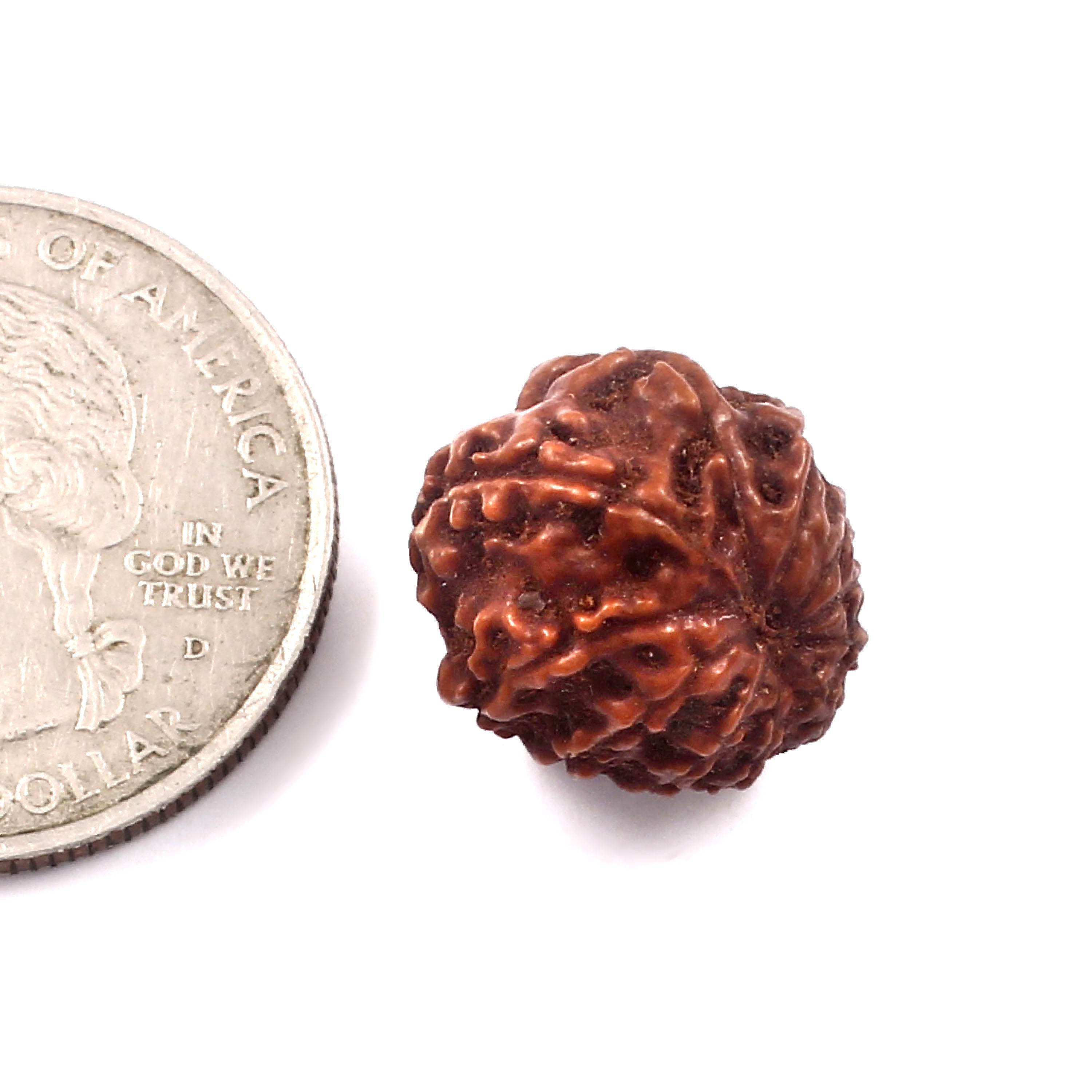 11 Mukhi Rudraksha