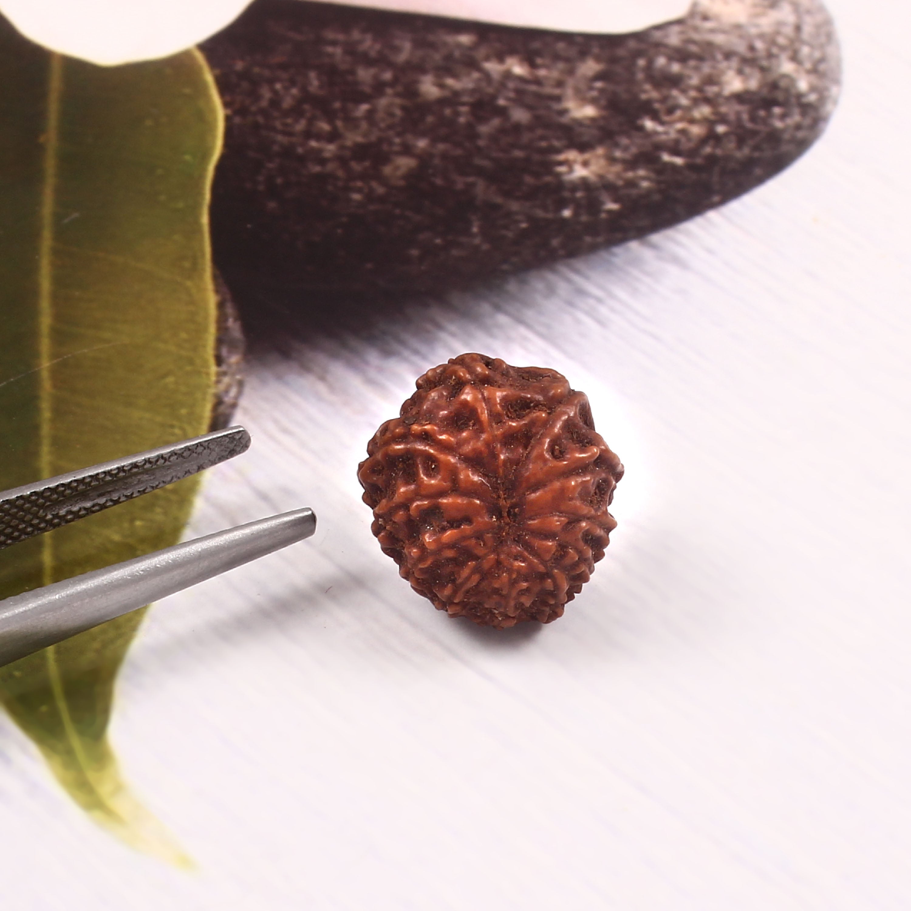 11 Mukhi Rudraksha