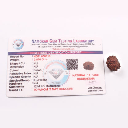 12 Mukhi Rudraksha