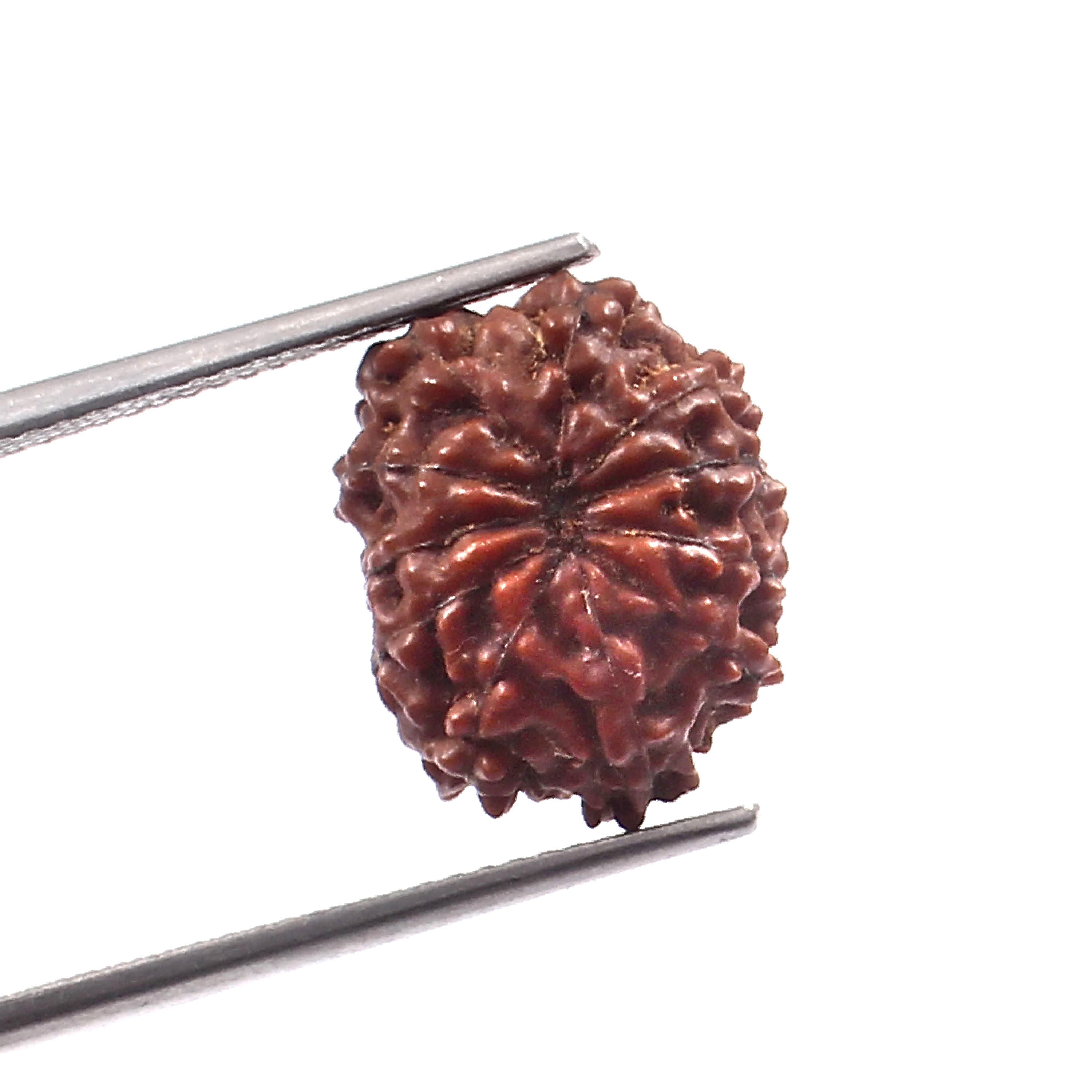 12 Mukhi Rudraksha